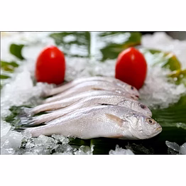 unbranded indian best quality surimi fish export approved