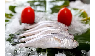 Indian Best Quality Surimi Fish Export Approved