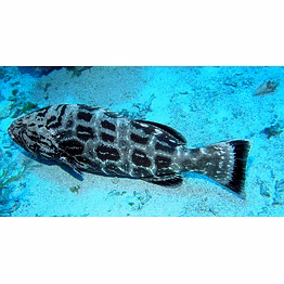 unbranded indian best grouper fish a+ quality