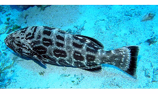 Indian Best Grouper Fish A+ Quality