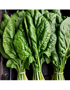 Palak (Spinach)