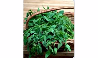 Bathua (Chenopodium)