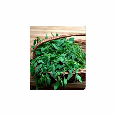 bathua (chenopodium)