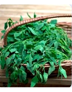 Bathua (Chenopodium)
