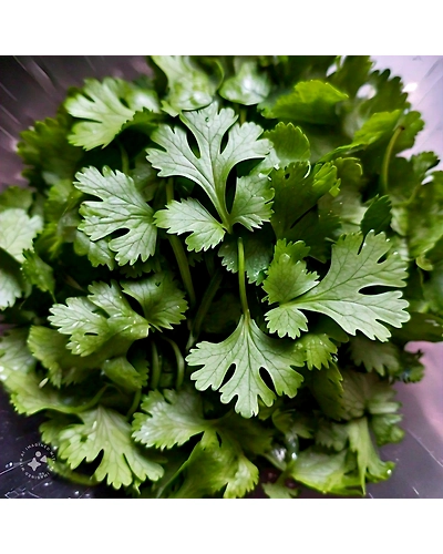 Coriander leaves (Dhaniya)-12-250g