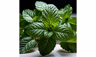 Mint leaves (Pudina)