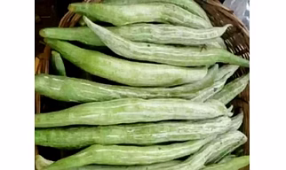 Snake Gourd (Chichinda)