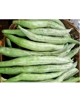 Snake Gourd (Chichinda)