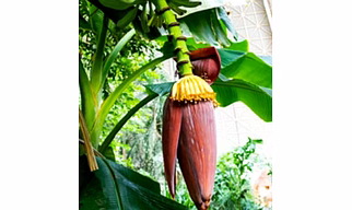 Banana Stem (Kele ka Thoda)