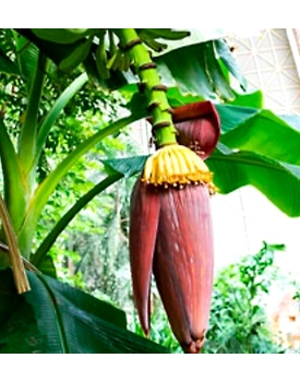 Banana Stem (Kele ka Thoda)