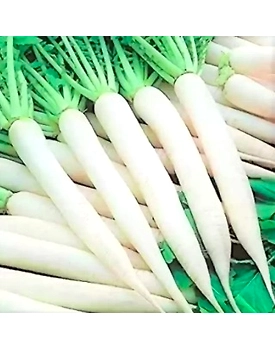Radish (Mooli)