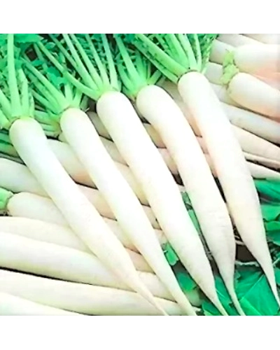 Radish (Mooli)-1111-250g