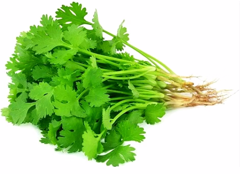 coriander (dhaniya)