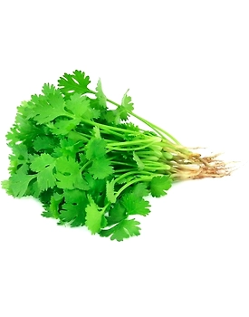 Coriander (Dhaniya)
