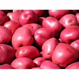 red potato (aloo)