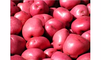 Red Potato (Aloo)