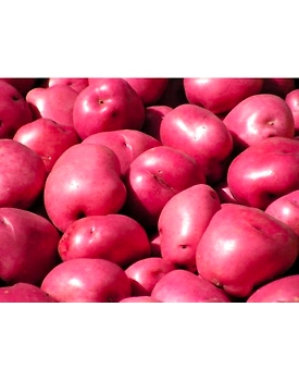 Red Potato (Aloo)