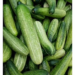 desi cucumber