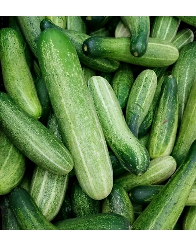 Desi cucumber-2255-250g