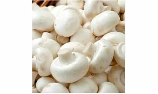 mushroom