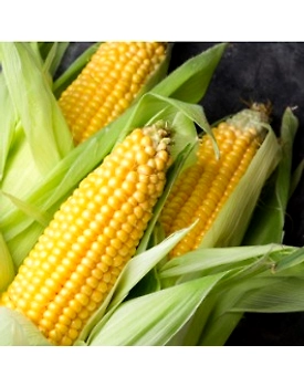 corn