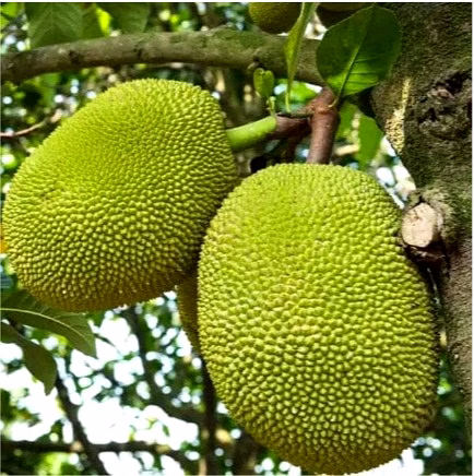 jackfruit (kathal) image 1