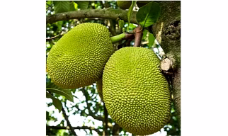 jackfruit (kathal)