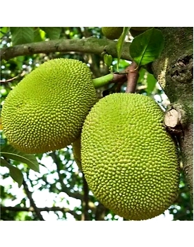 jackfruit (kathal)