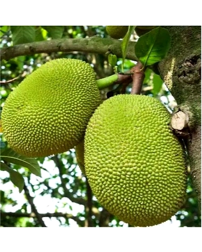 jackfruit (kathal)-3211-250g