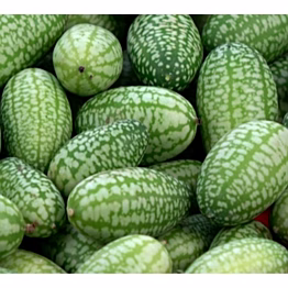 mouse melon (kachari)