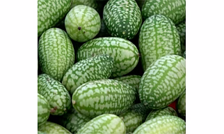 mouse melon (kachari)