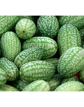 mouse melon (kachari)