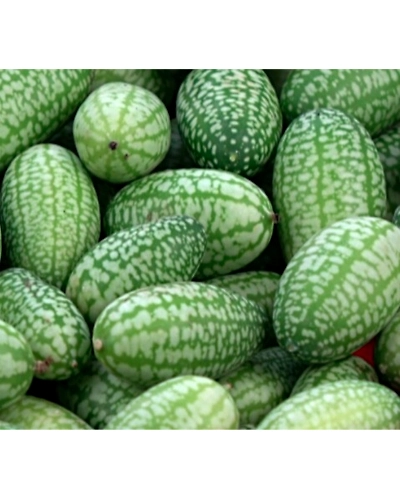 mouse melon (kachari)-133214244-250g