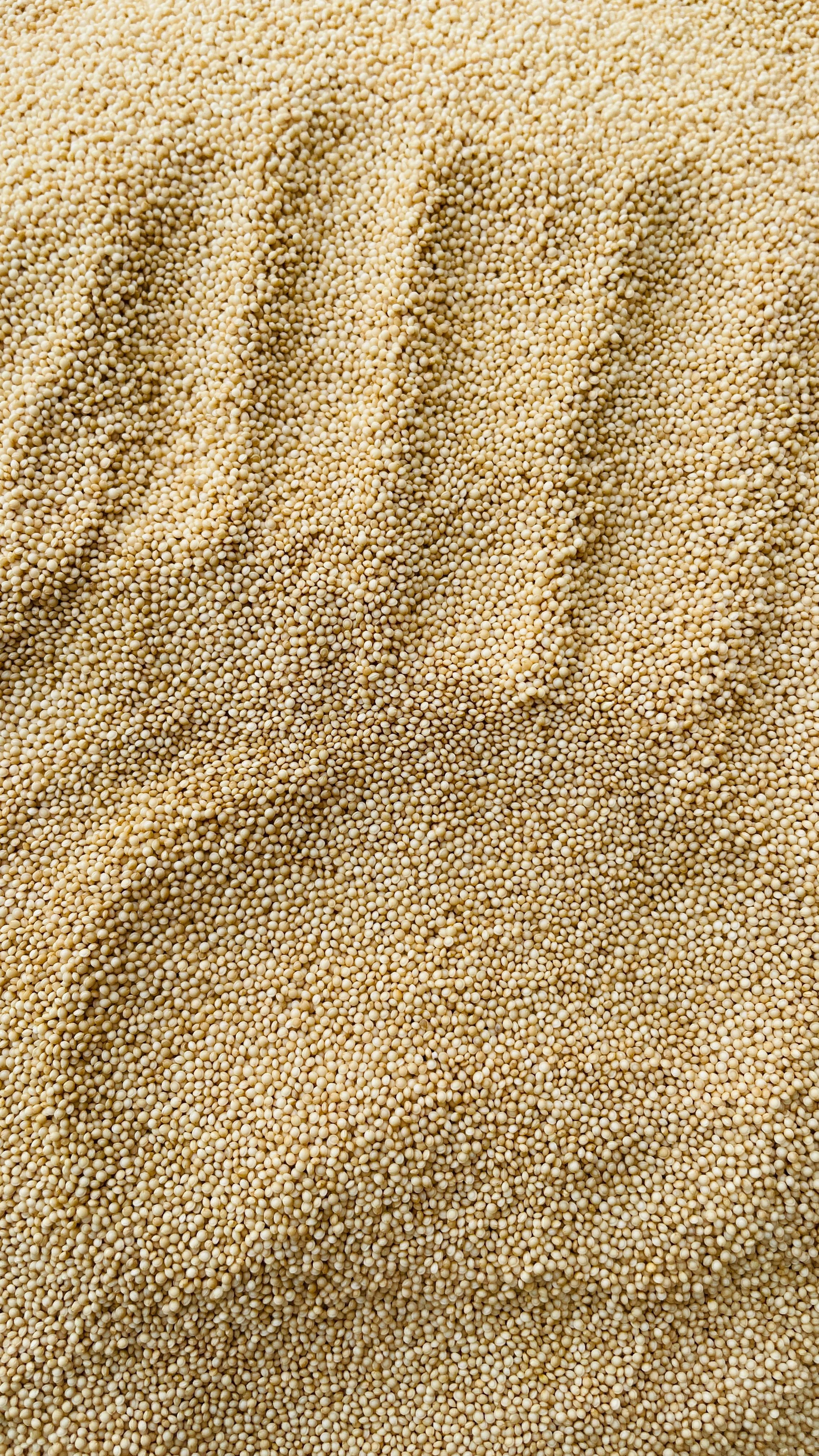 Amaranth Seeds (Ramadana/ Rajgira)-1