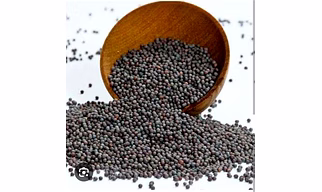 MUSTARD SEED