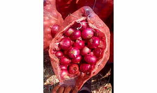 Fresh Onions