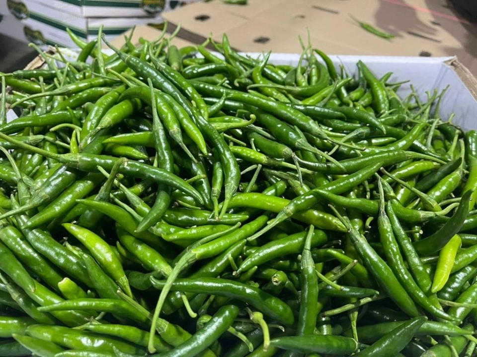 Fresh Green Chillies-2