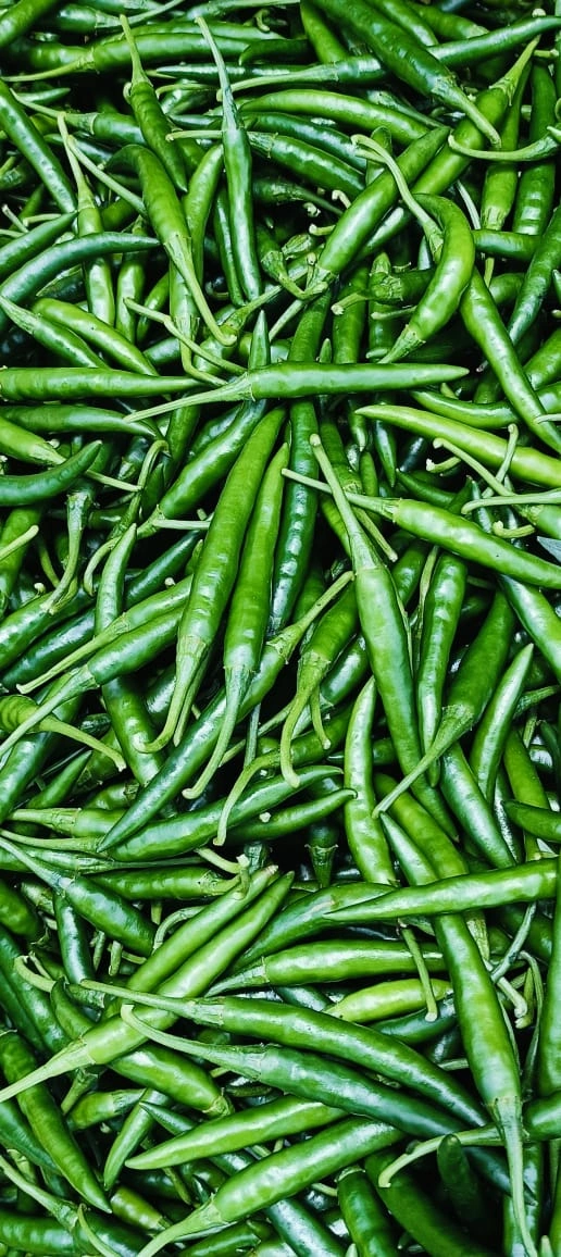 Fresh Green Chillies-3