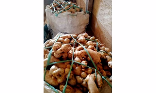 GINGER