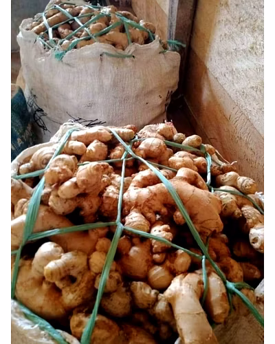 GINGER-12587564