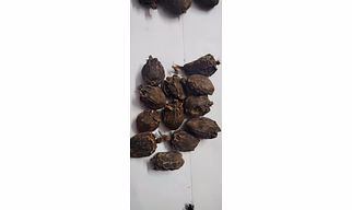 Black cardamom