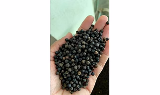 Black pepper
