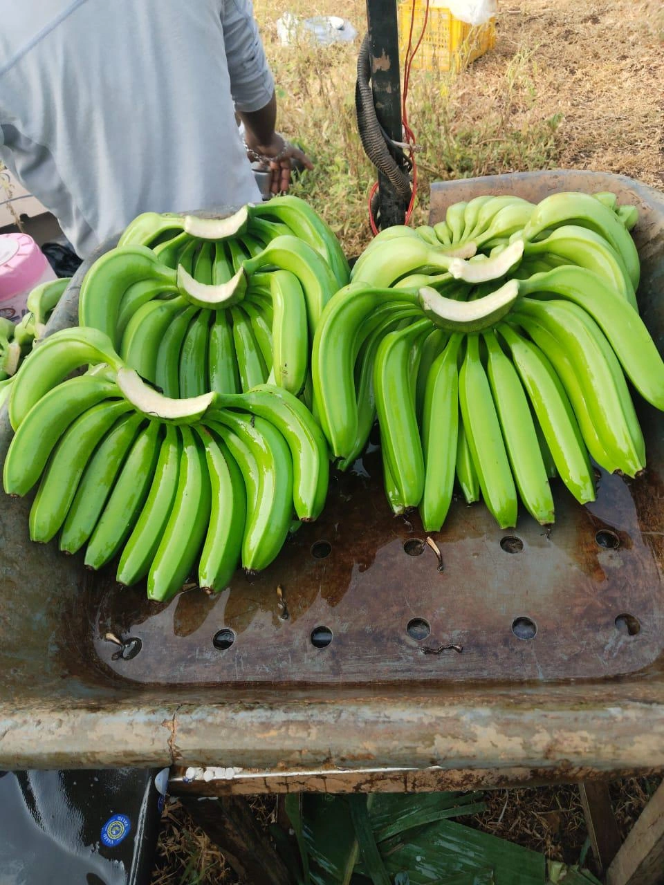 G9 GREEN CAVENDIS BANANA-12640725