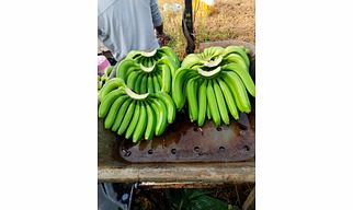 G9 GREEN CAVENDIS BANANA
