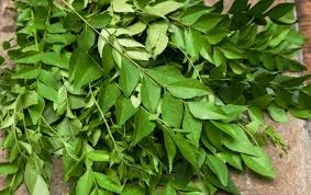 Curry leaves-1