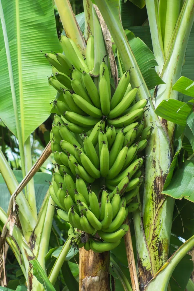 Banana-1