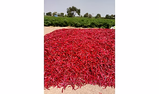 Dried Red Chilli