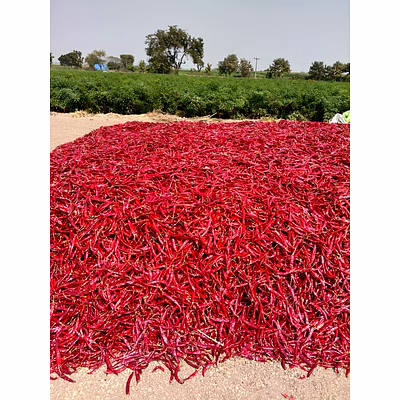 dried red chilli