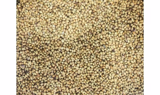 Coriander Seeds