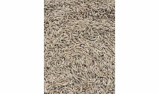 Cumin seeds
